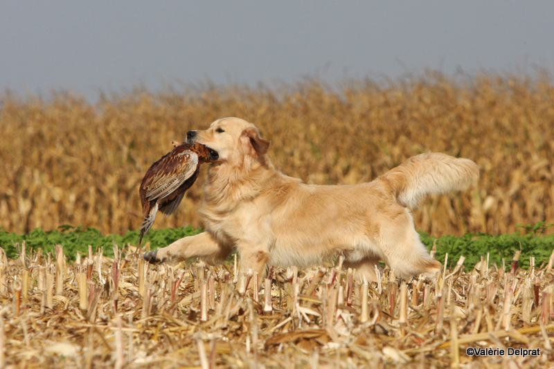 Field Erstein 09 (144).JPG